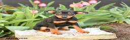 Miniature Pinscher dogs for sale: Freddie - Ad 3