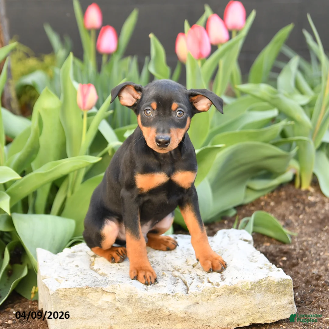 Miniature Pinscher dogs for sale: Freddie - Ad 3