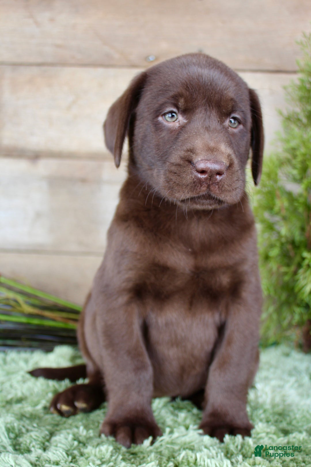 Labrador Retriever dogs for sale: Duke  - Ad 5