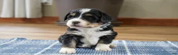 Mini Bernedoodle dogs for sale: Phoenix  - Ad 4