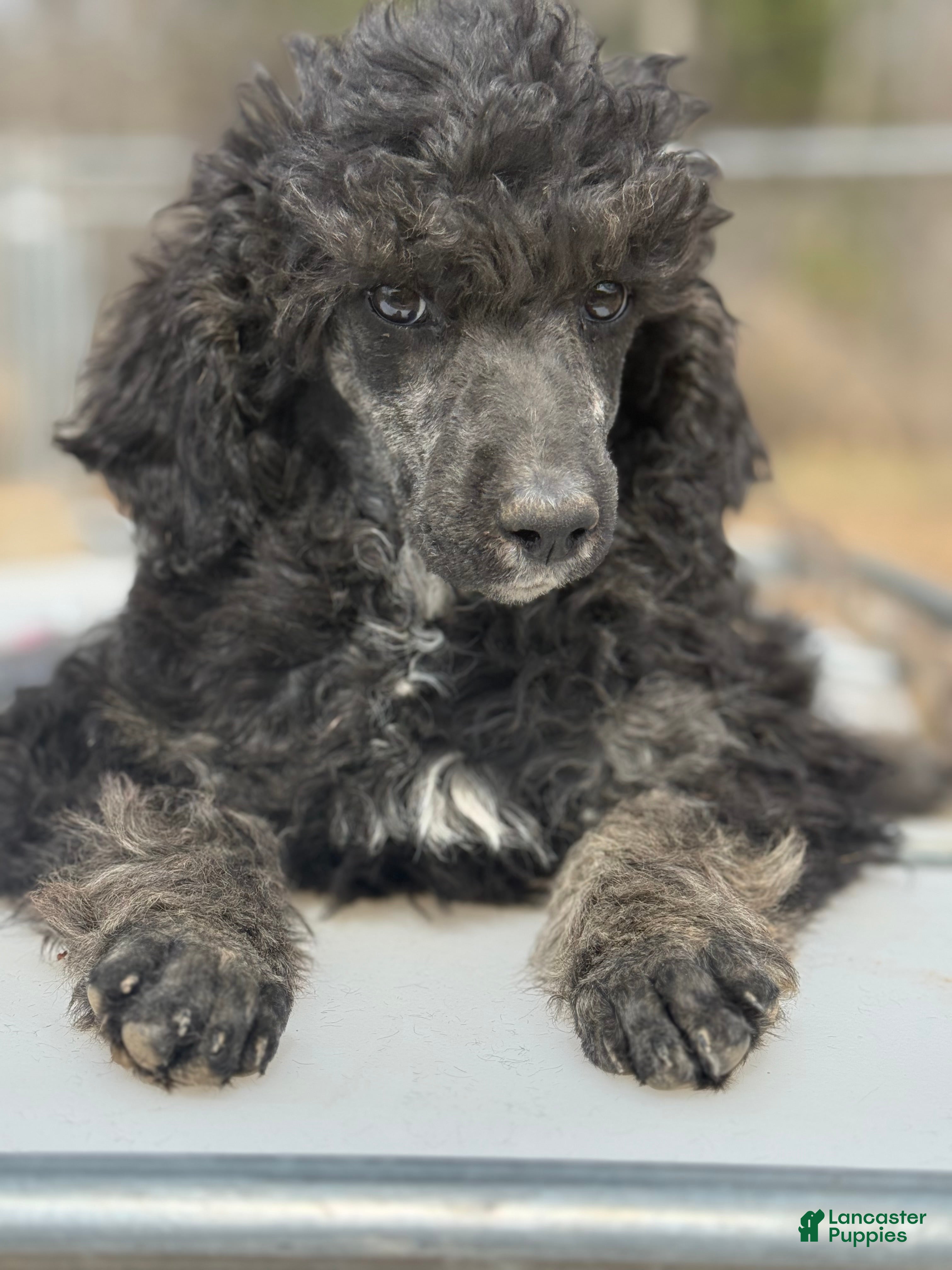 Standard Poodle dogs Standard Poodle Puppy 5 - Ad 1