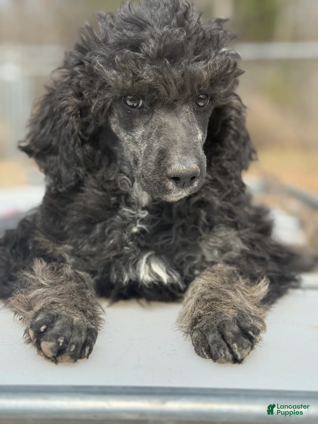 Standard Poodle dogs for sale: Standard Poodle Puppy 5 - Ad 1
