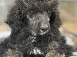 Standard Poodle dogs for sale: Standard Poodle Puppy 5 - Ad 3