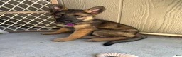 German Shepherd dogs for sale: German Shepherd 4 - Ad 6