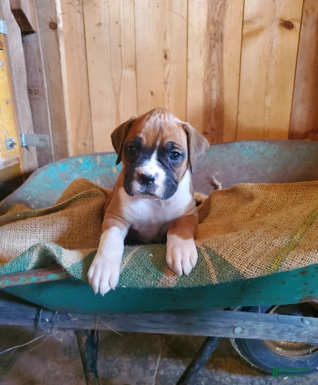 Gallery Image {{count}}