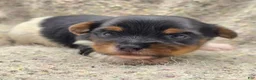 Yorkshire Terrier dogs for sale: Sprout - Ad 7
