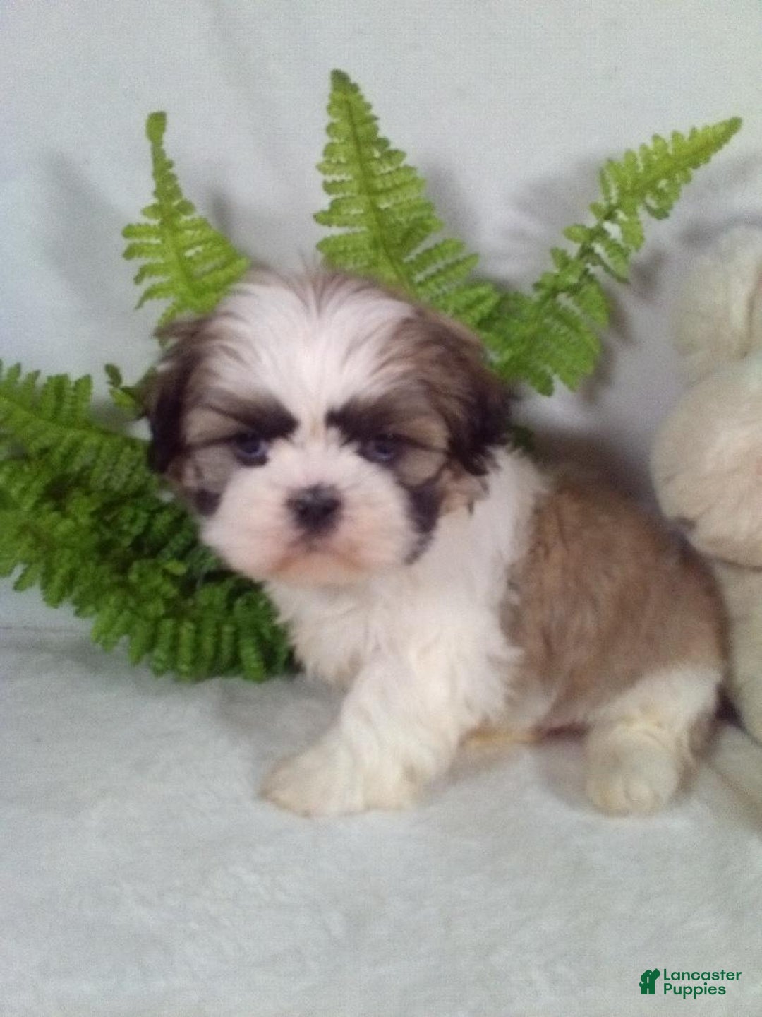 Shih Tzu dogs for sale: Cash - Ad 4