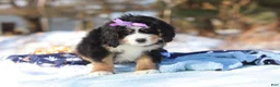 Mini Bernedoodle dogs for sale: Chloe - Ad 4