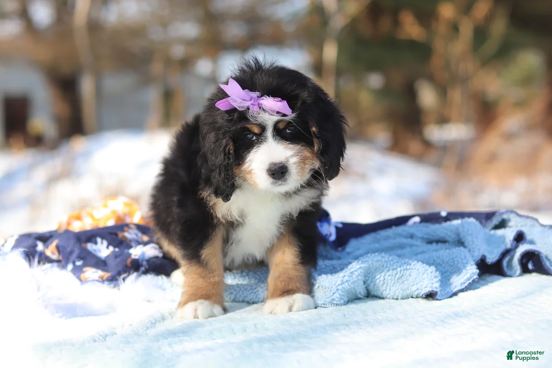 Mini Bernedoodle dogs for sale: Chloe - Ad 4