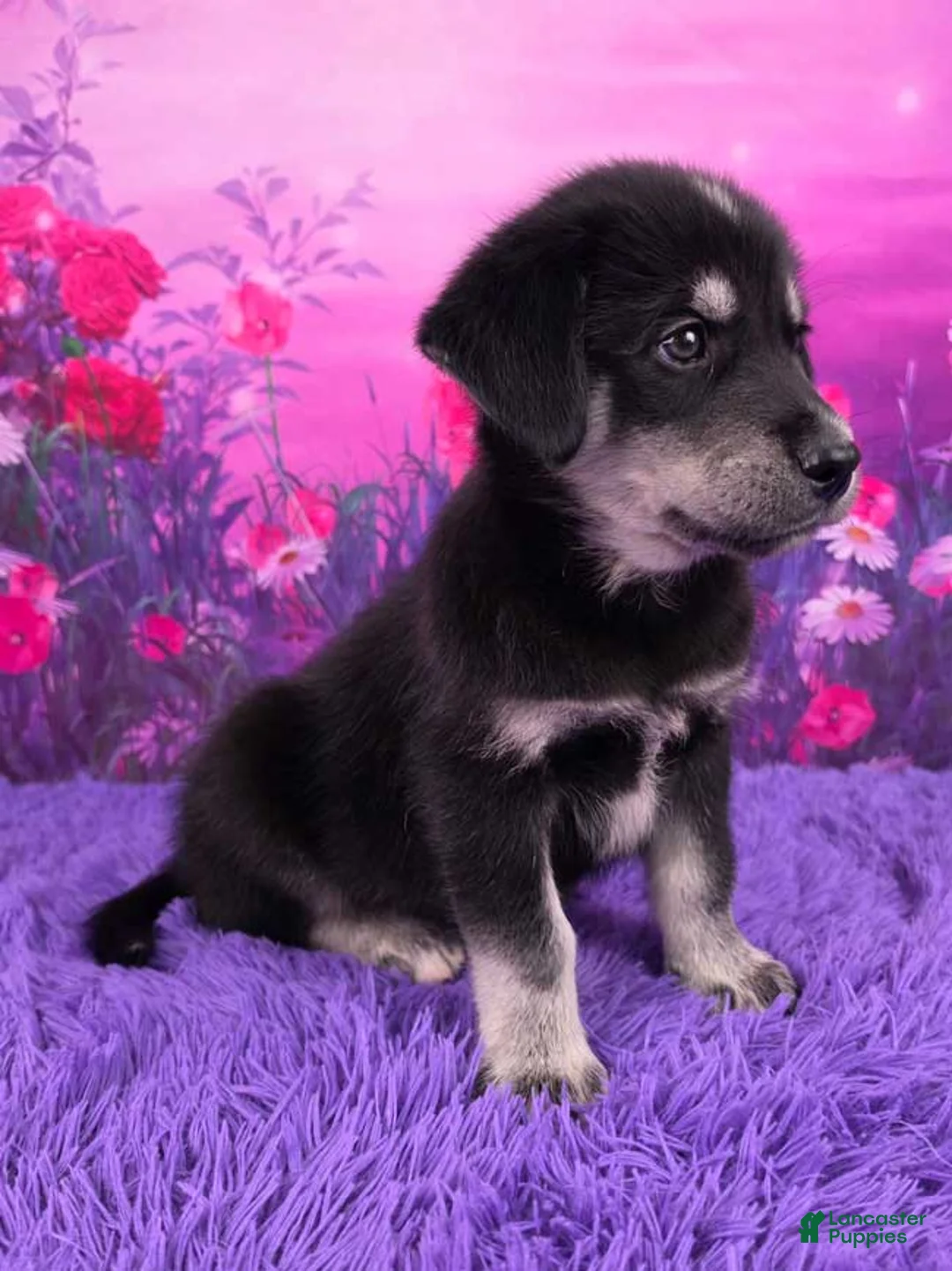 Goberian dogs for sale: Oscar - Ad 2