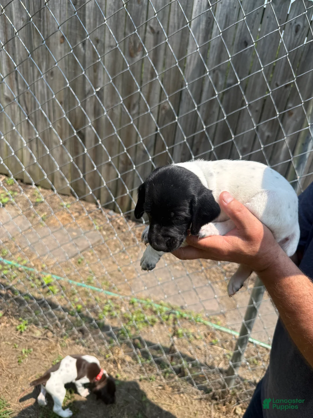 German Shorthaired Pointer dogs for sale: Bluey - Ad 2