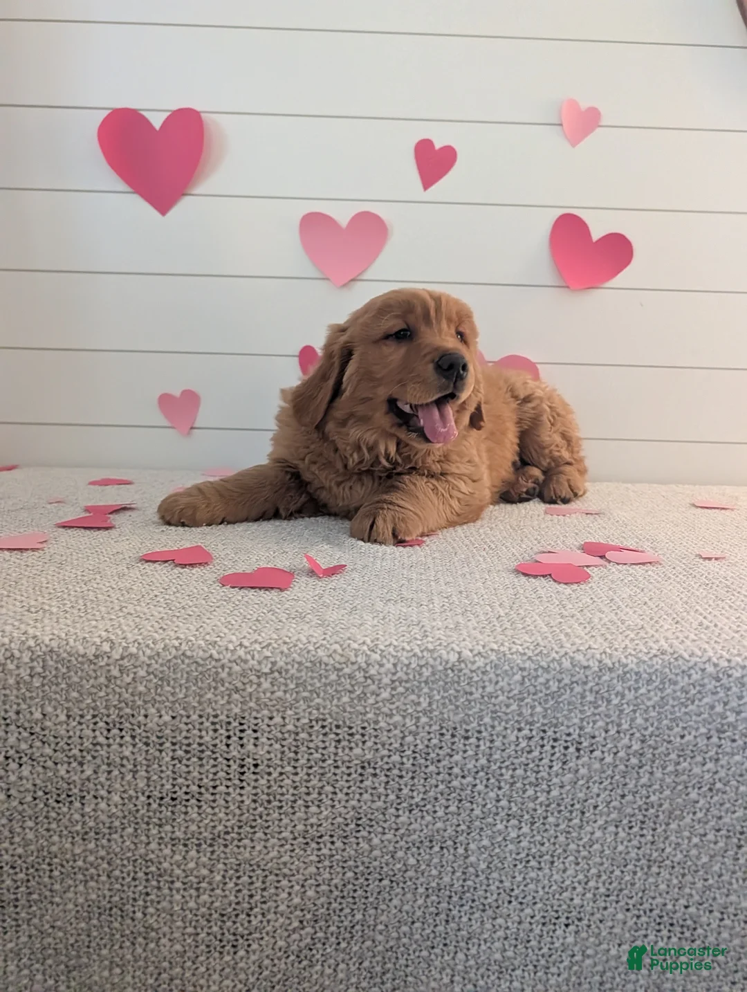 Golden Retriever dogs for sale: Duke  - Ad 12