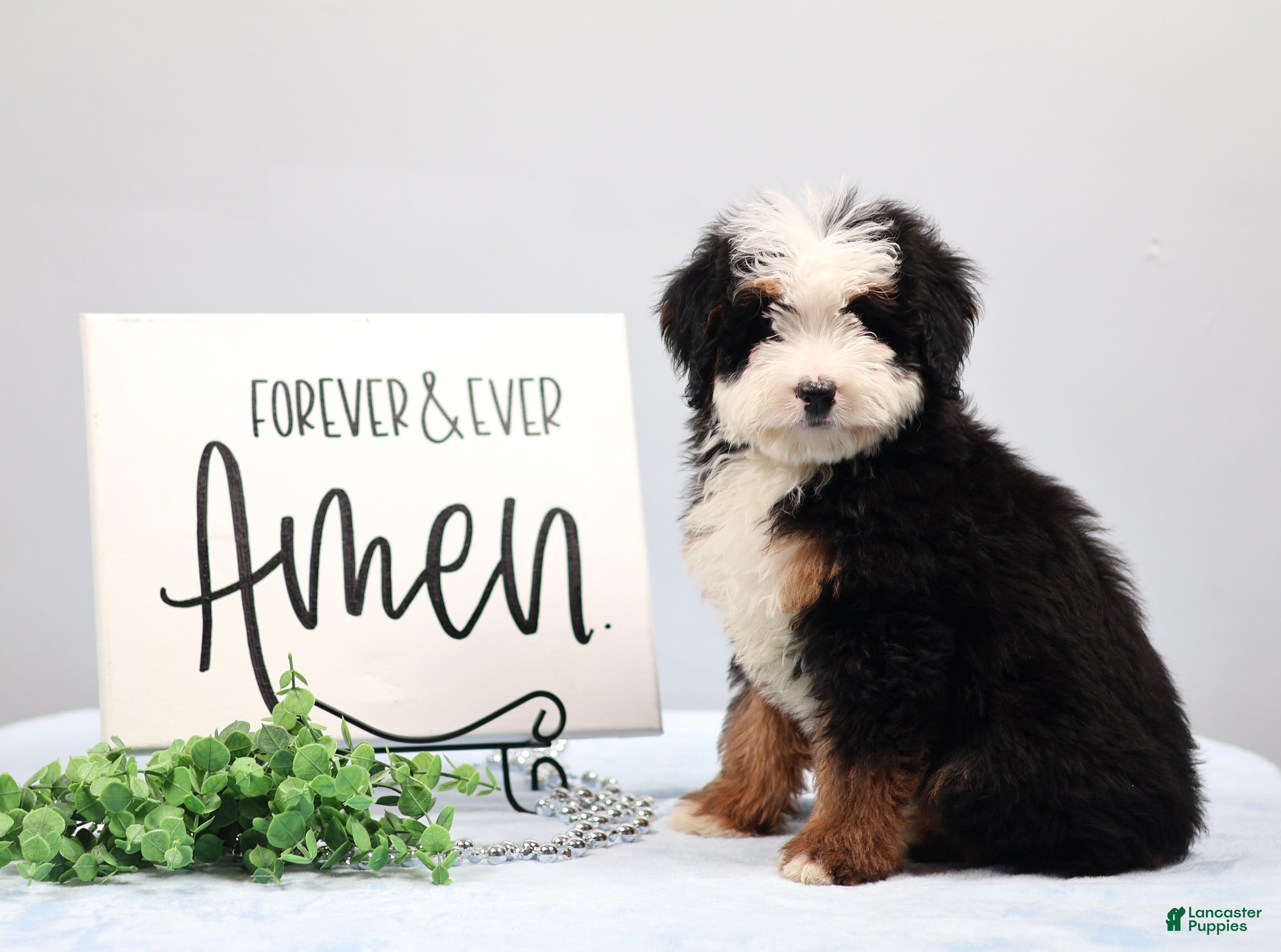 Mini Bernedoodle dogs Dawson - Ad 1