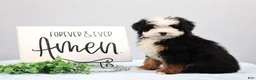 Mini Bernedoodle dogs for sale: Dawson - Ad 4