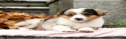 Mixed Breed dogs for sale: Naomi - Ad 4