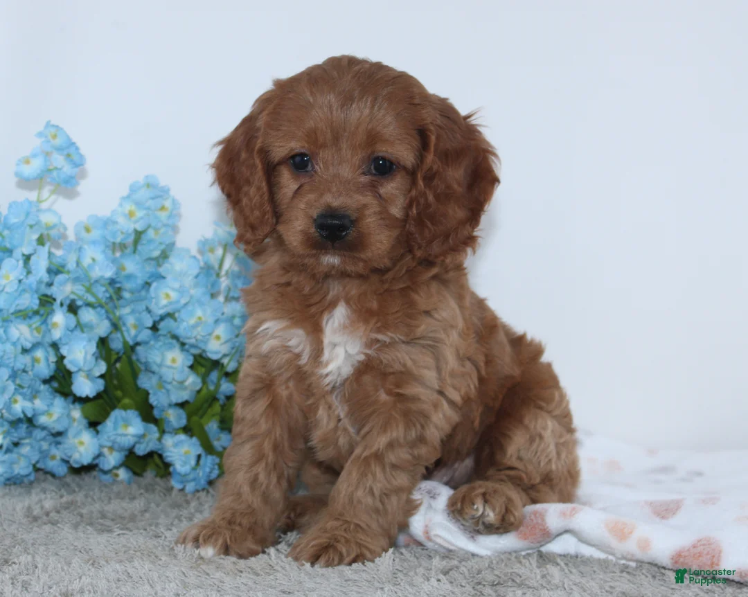 Cockapoo dogs for sale: Kameron - Ad 2