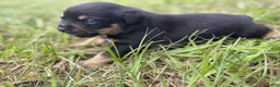 Mixed Breed dogs for sale: Beef - Ad 7