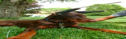 Doberman Pinscher dogs for sale: Kane - Ad 1