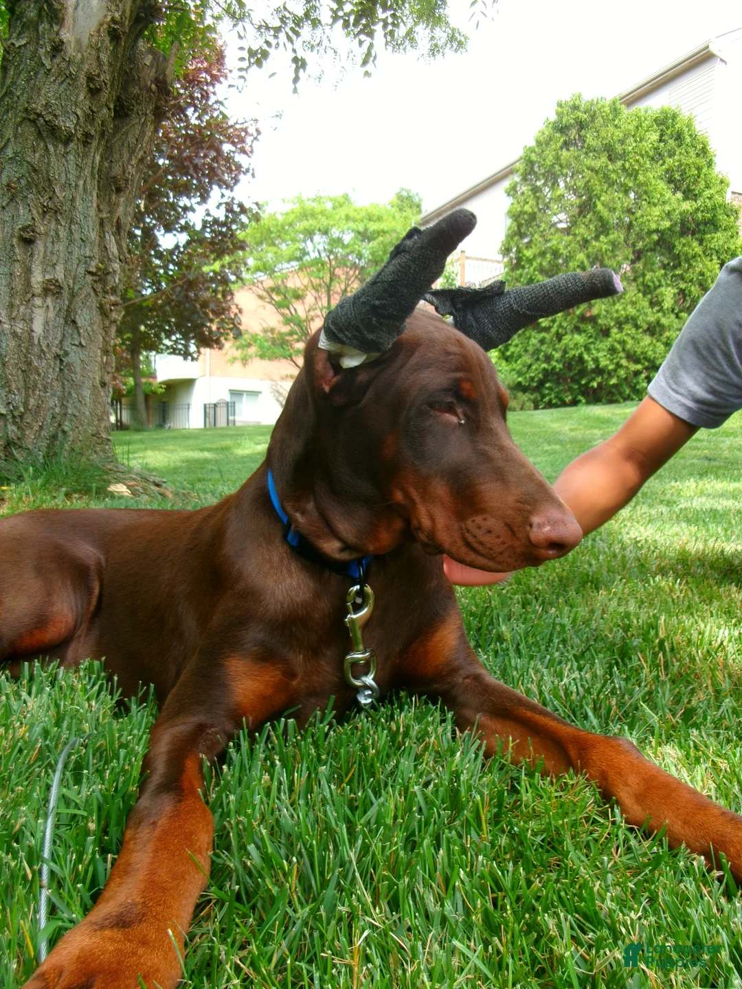 Doberman Pinscher dogs for sale: Kane - Ad 1