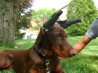 Doberman Pinscher dogs Kane - Ad 35