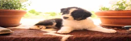 Australian Shepherd dogs for sale: Males - Ad 4