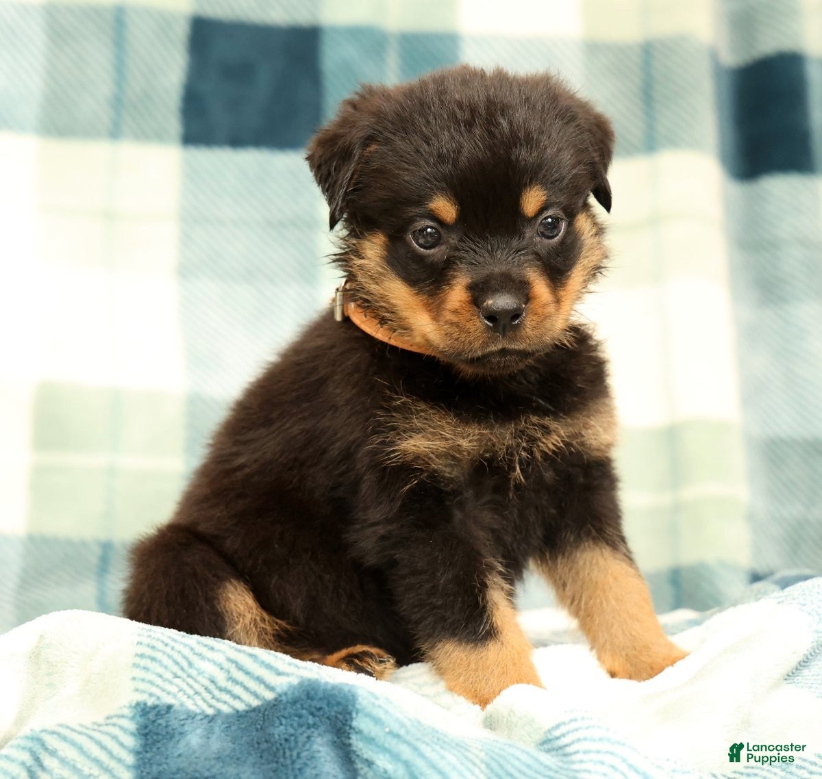 Rottweiler dogs Bear - Ad 2