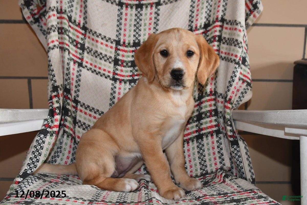 Labrador Retriever dogs Piper - Ad 7