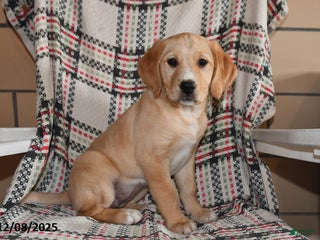Labrador Retriever dogs Piper - Ad 9