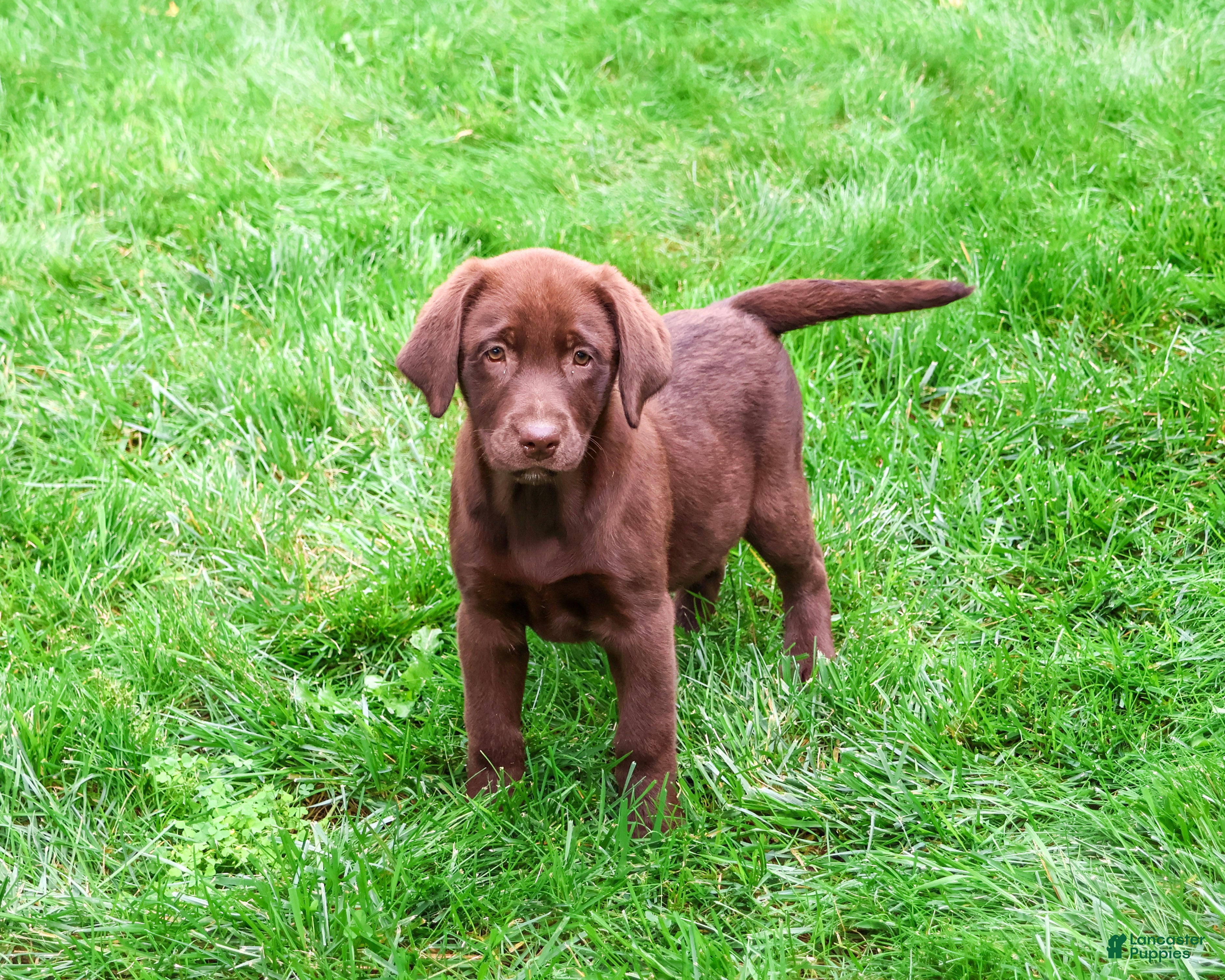 Labrador Retriever dogs Mirabel - Ad 1