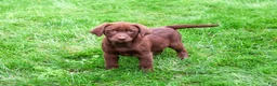 Labrador Retriever dogs for sale: Mirabel - Ad 1