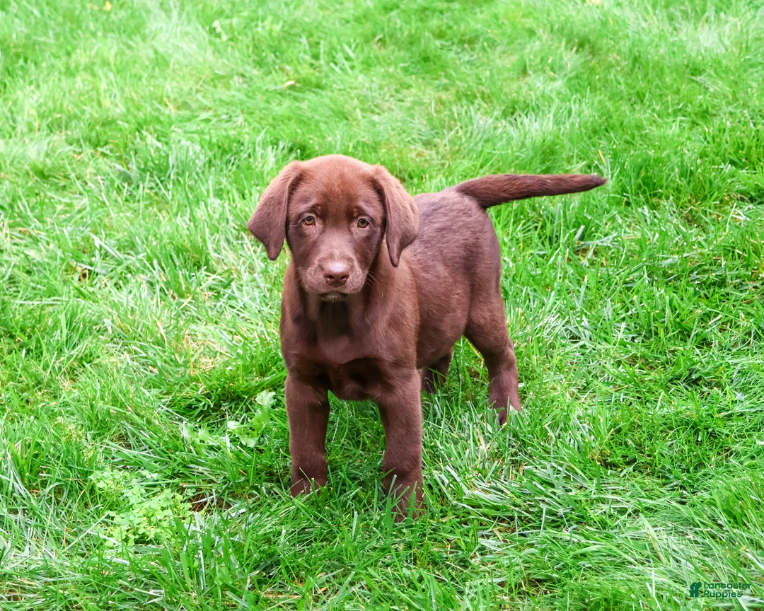 Labrador Retriever dogs for sale: Mirabel - Ad 1