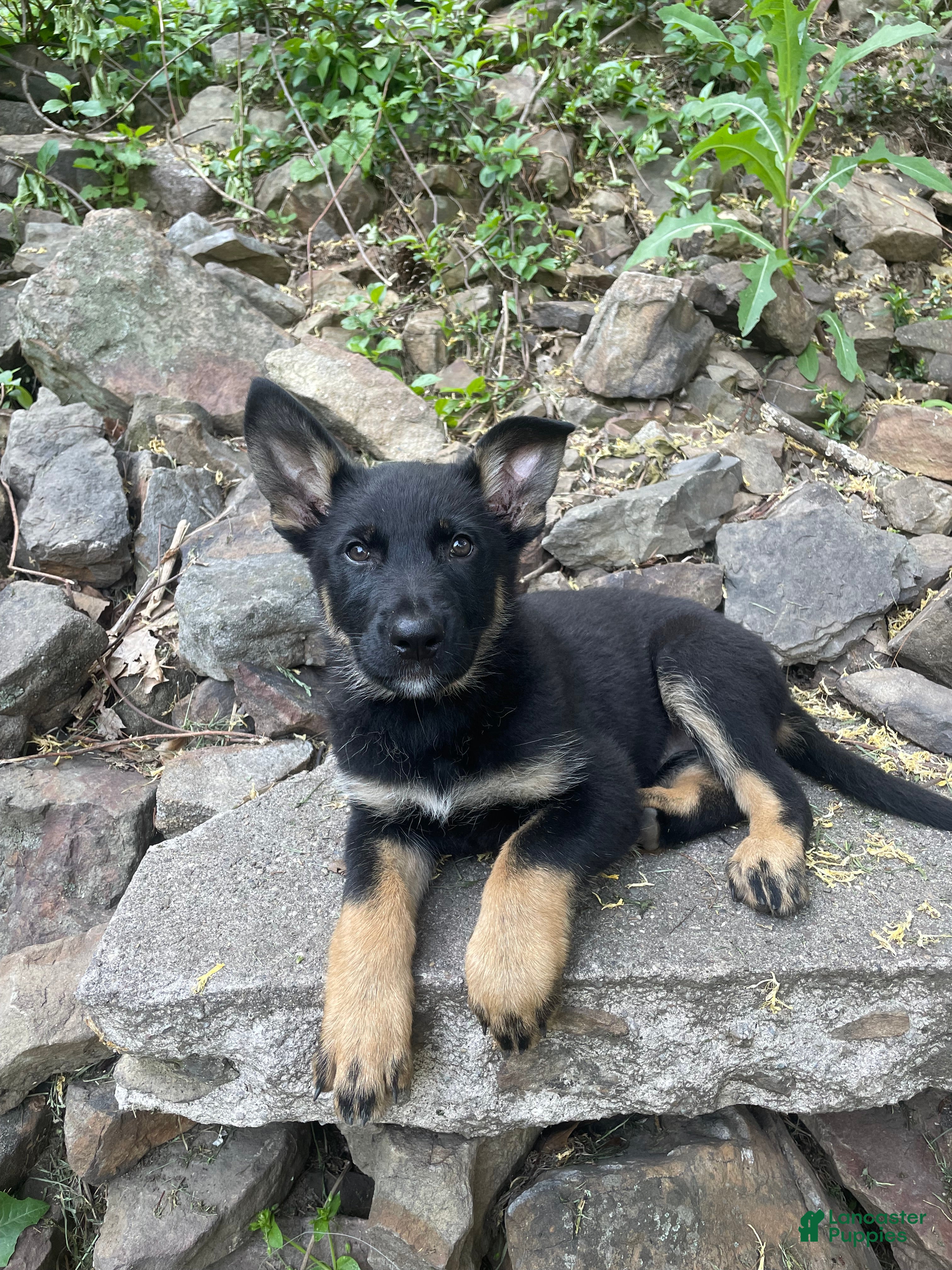 German Shepherd dogs Collar Tan  - Ad 1