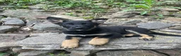 German Shepherd dogs for sale: Collar Tan  - Ad 2