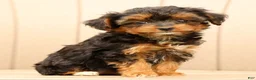 Morkie dogs for sale: Dana - Ad 7