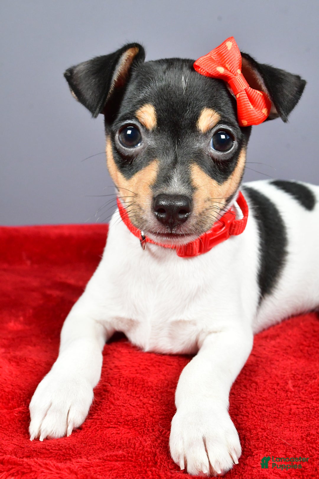 Toy Fox Terrier dogs for sale: Lucky - Ad 6