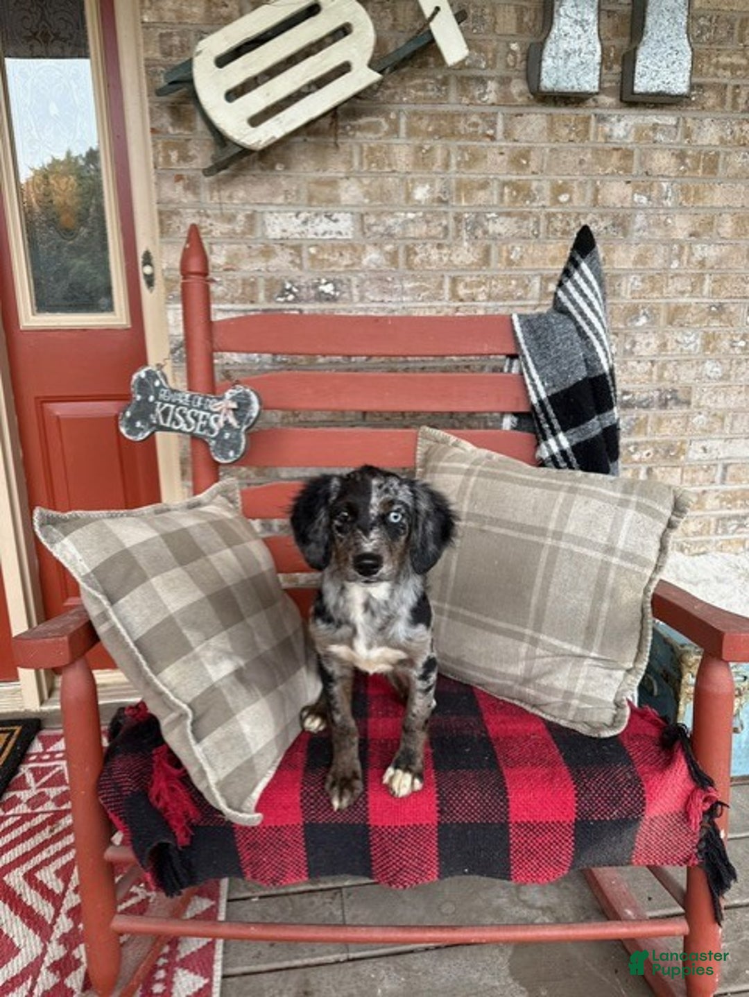 Mixed Breed dogs for sale: Gracie - Ad 3