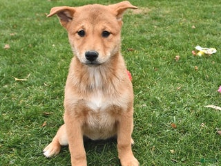 Mixed Breed dogs Sweetie - Ad 25