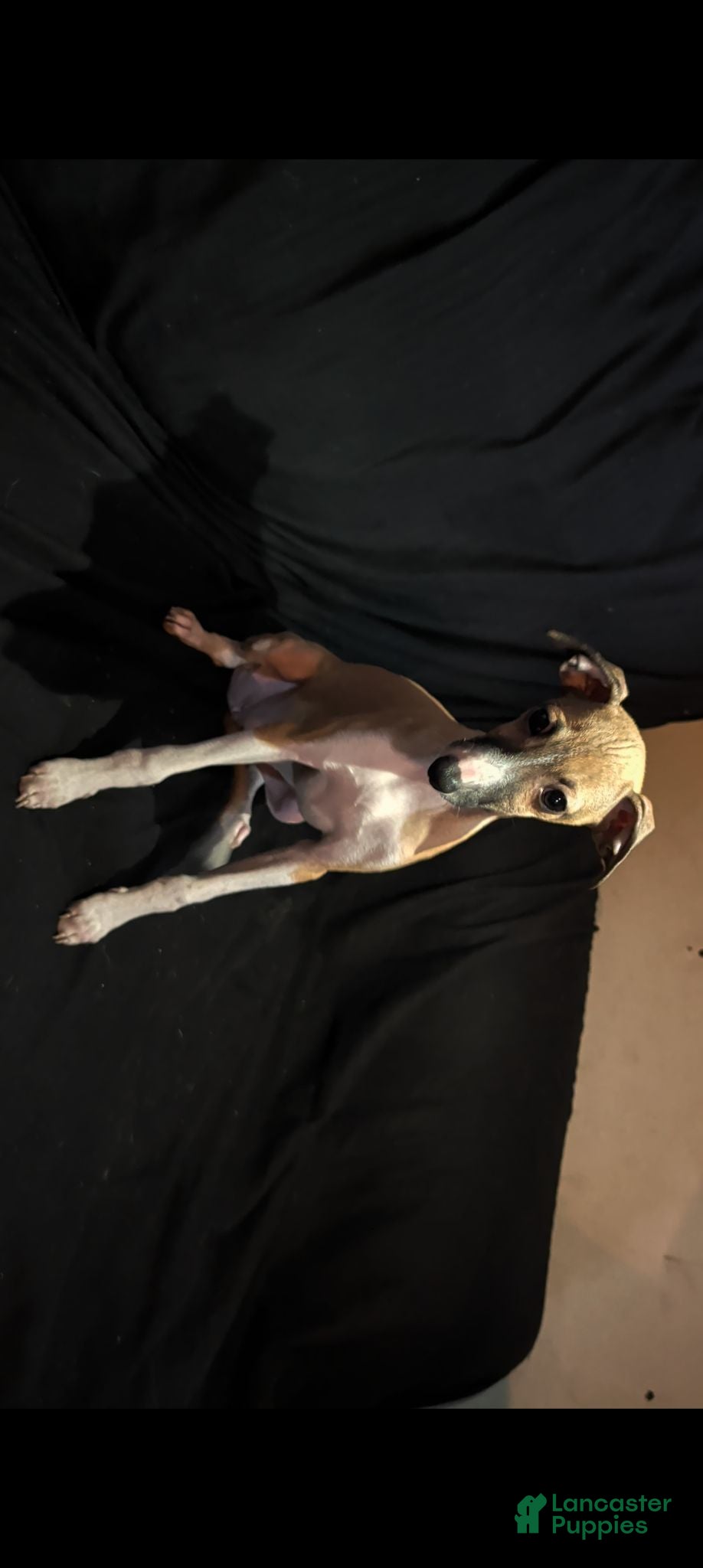 Italian Greyhound dogs Italian Greyhound 6 - Ad 1