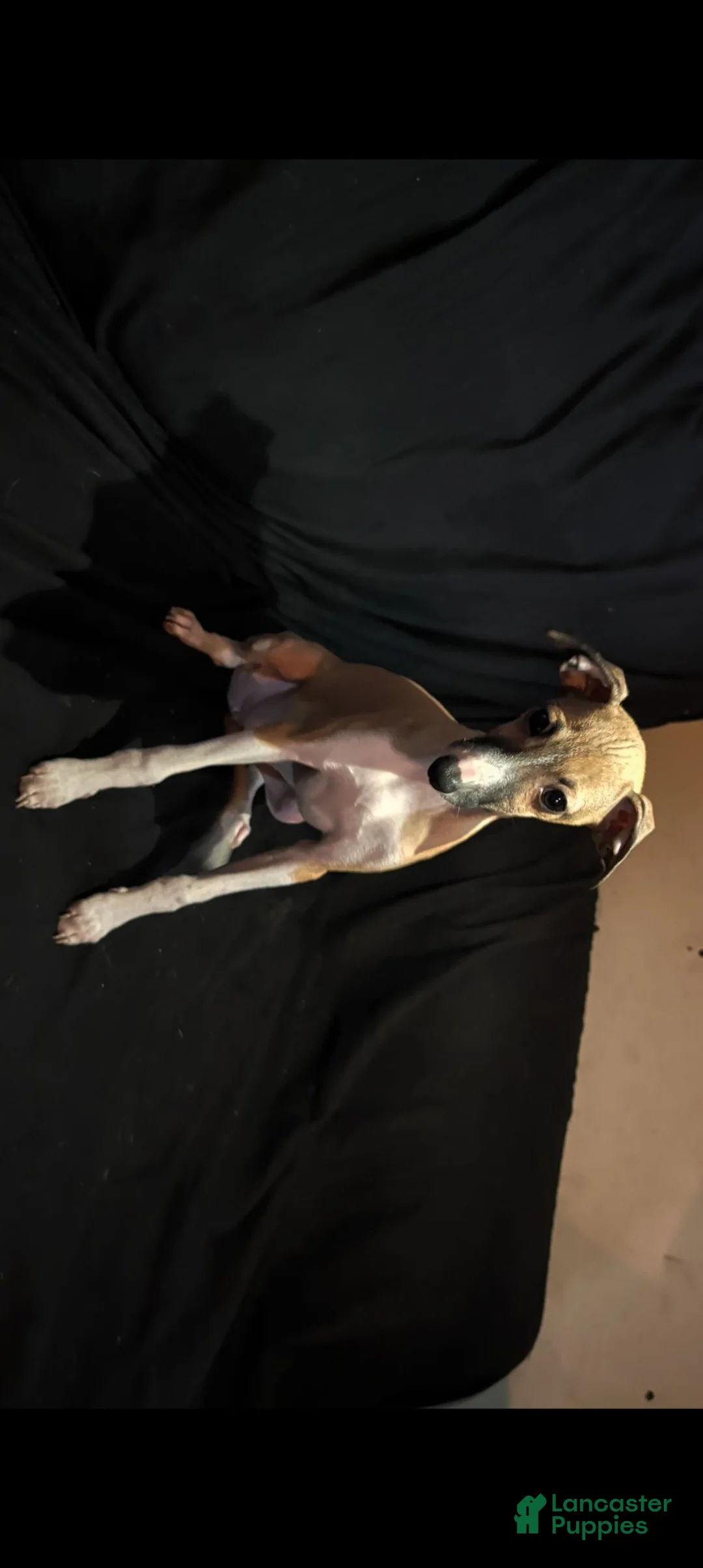 Italian Greyhound dogs for sale: Italian Greyhound 6 - Ad 1