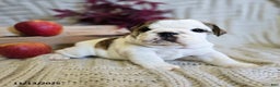 English Bulldog dogs for sale: Delilah - Ad 9