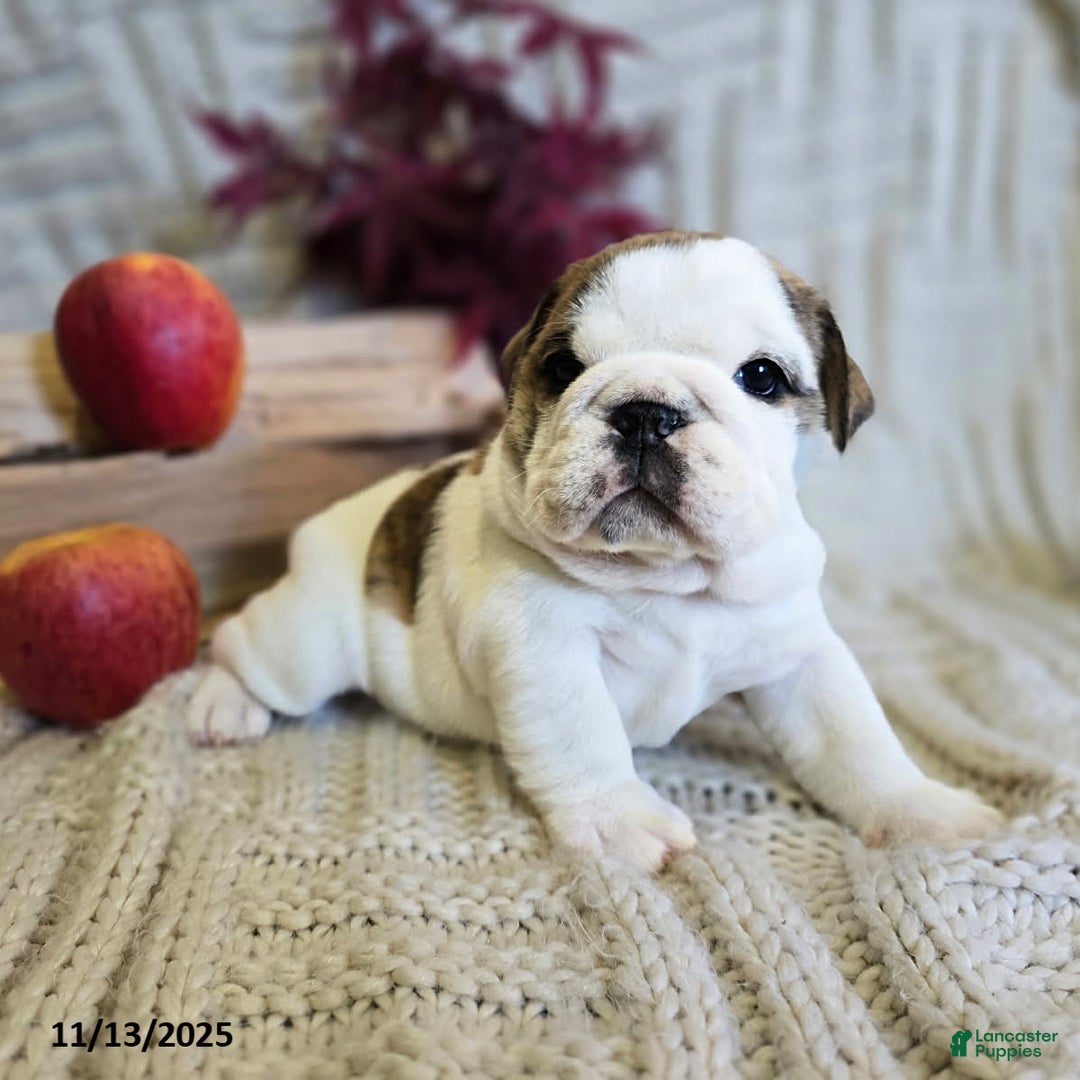 English Bulldog dogs for sale: Delilah - Ad 9