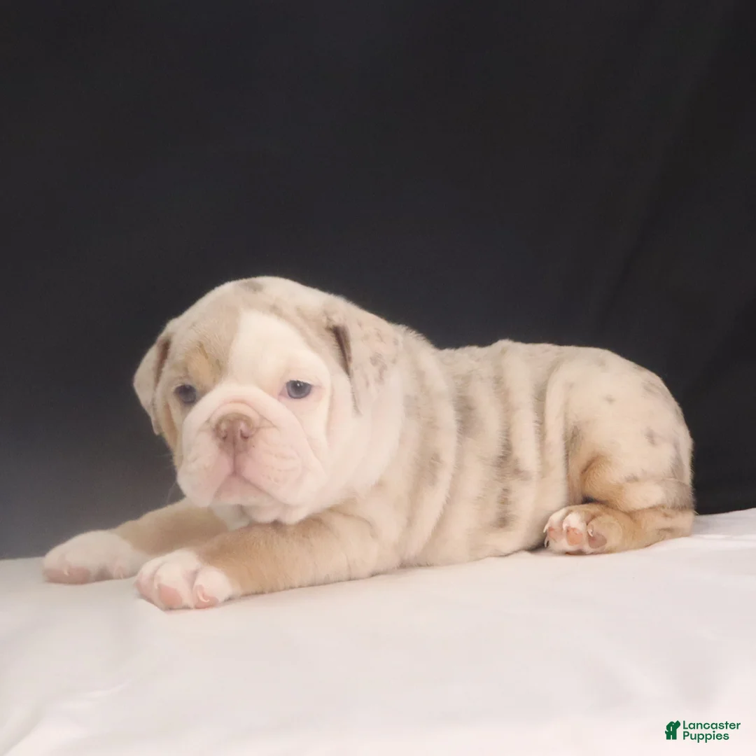 English Bulldog dogs for sale: Tammy - Ad 6