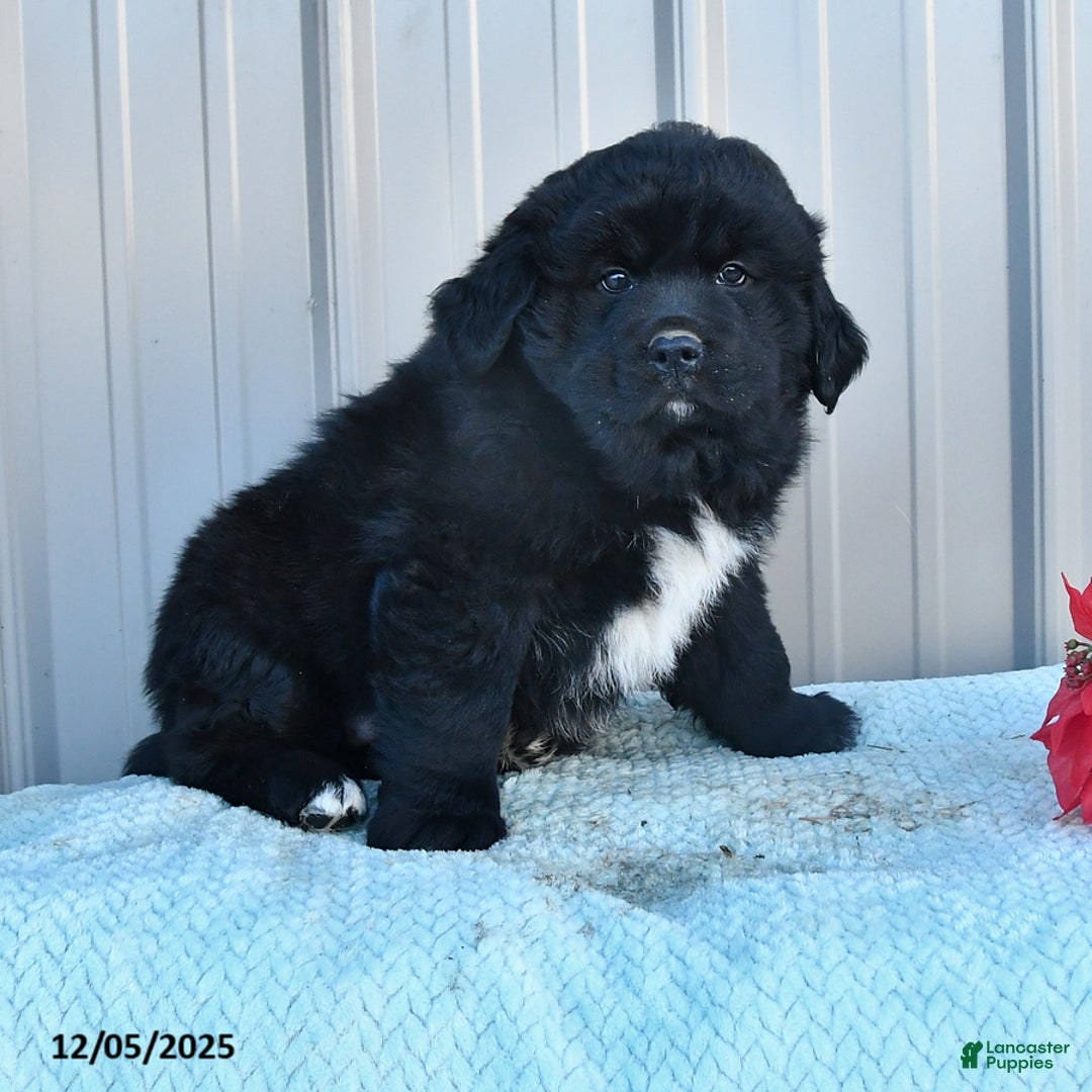 Mixed Breed dogs for sale: Cheer  - Ad 2