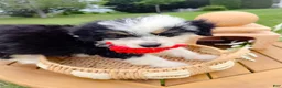 Aussiedoodle dogs for sale: Canalope - Ad 10