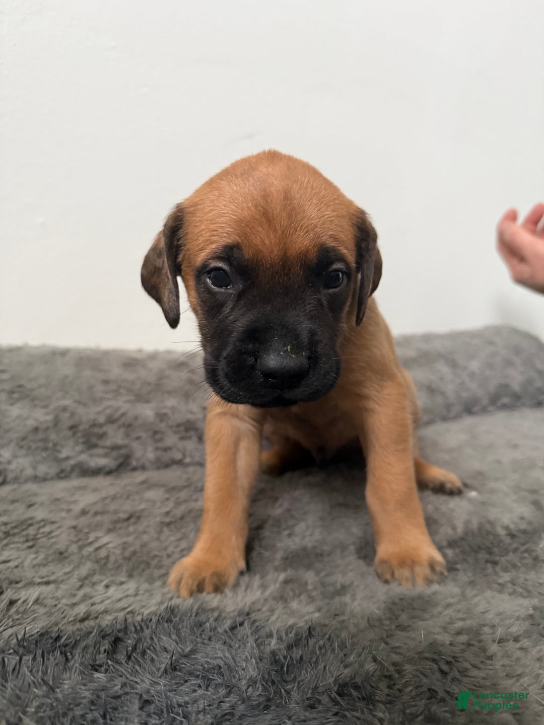 English Mastiff dogs for sale: English Mastiff Puppy 5 - Ad 1