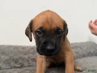 English Mastiff dogs English Mastiff Puppy 5 - Ad 34