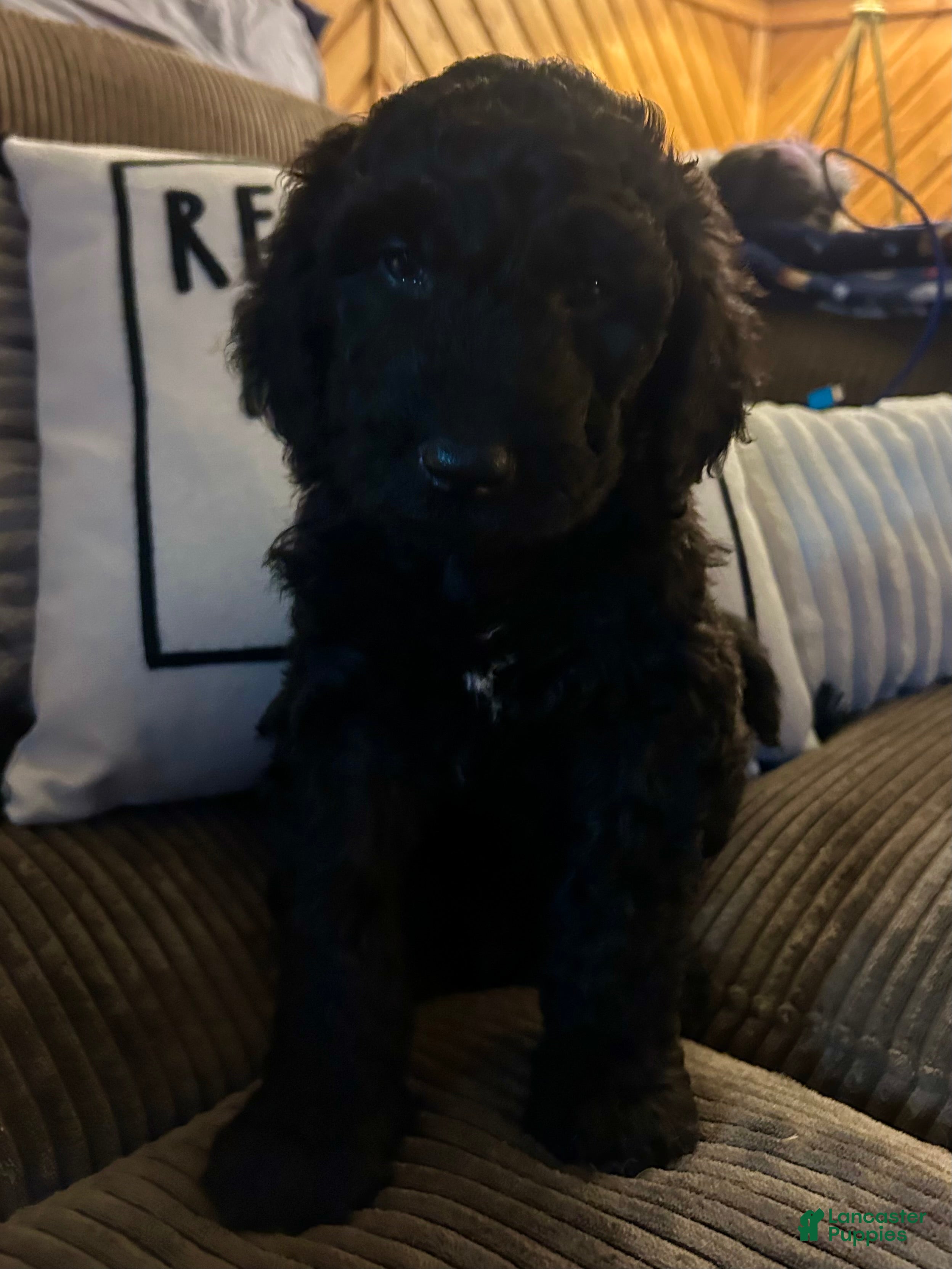 Goldendoodle dogs Boozer - Neon Green Collar Male  - Ad 24