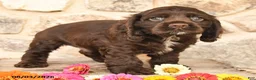Cocker Spaniel dogs for sale: Duke - Ad 4