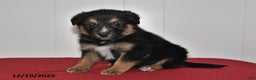 Mixed Breed dogs for sale: Nickles - Ad 2