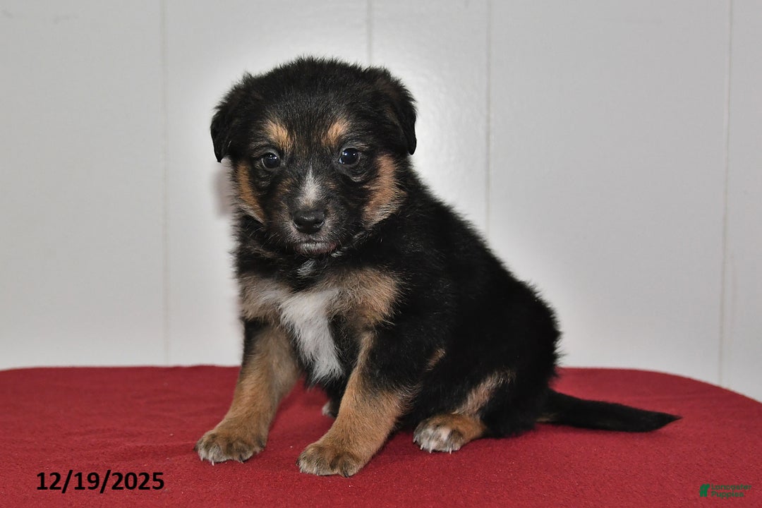 Mixed Breed dogs for sale: Nickles - Ad 2